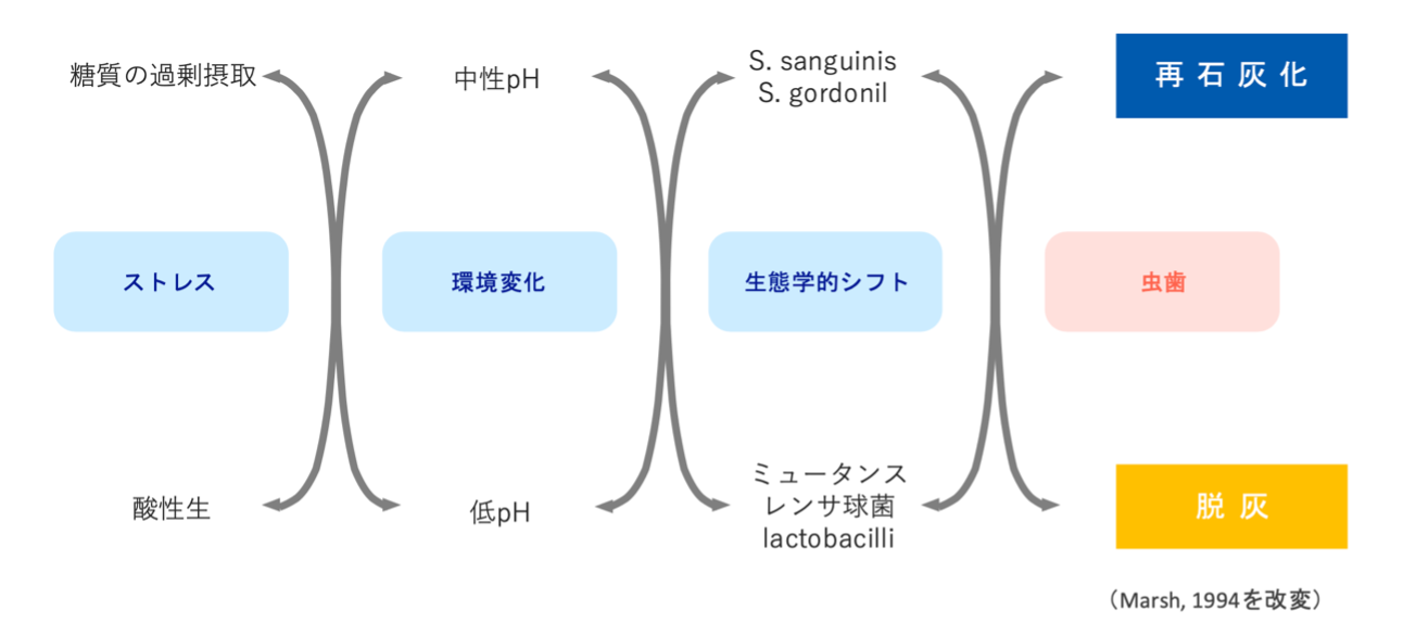 生態学的プラーク説とむし歯の病因論